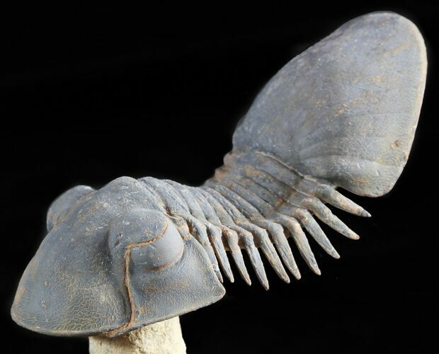 Paralejurus Trilobite Fossil - Spectacular Preparation #49584